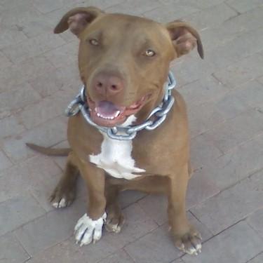 Rednose Devilpits Cocoa Pit Bull.jpg